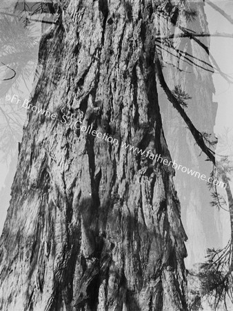 TREES TREE CREEPER ROOSTS